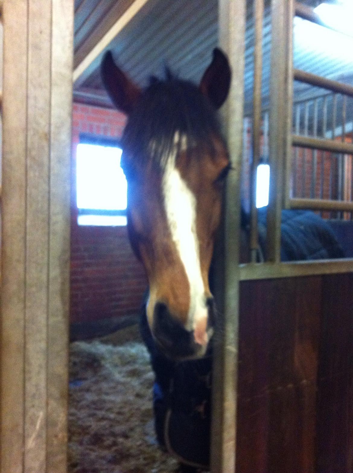 DSP Kovu A billede 9