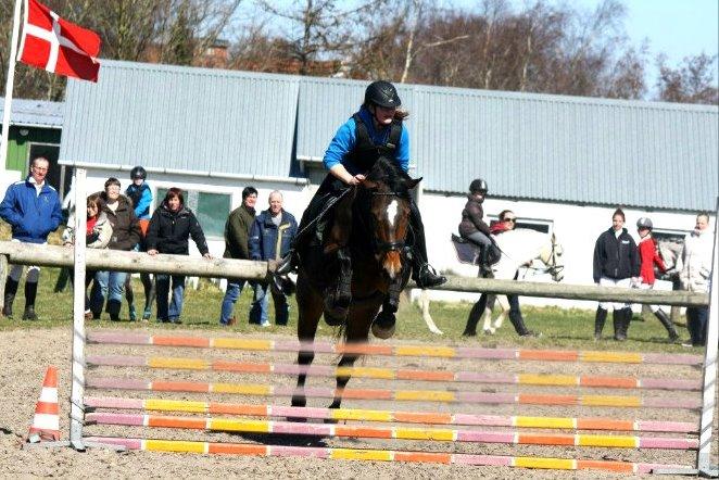 Dansk Varmblod Bakkegaarden's jasmin billede 6