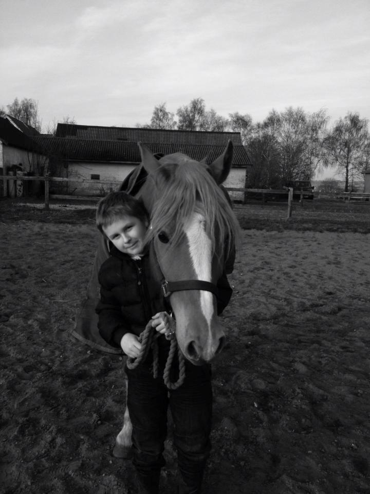 Palomino Reballe Galium (Gabriel) billede 13