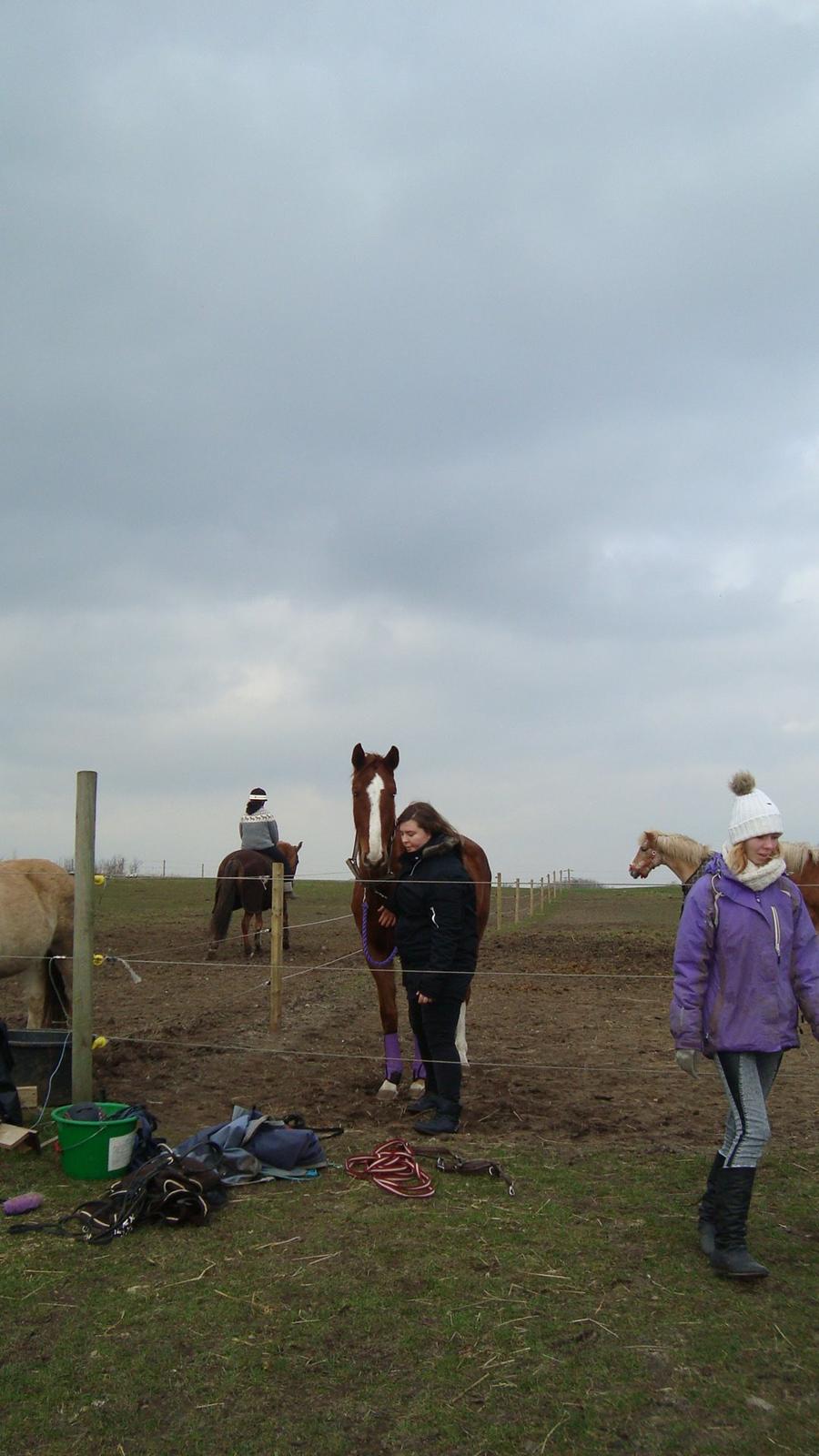 Svensk Varmblod Smorup's Sunshine billede 30