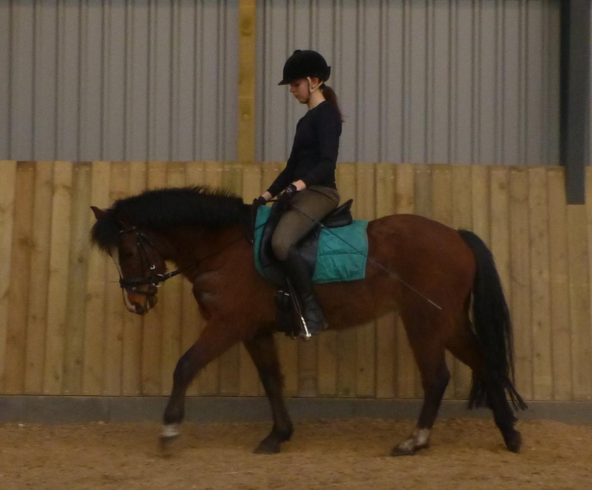 New Forest Odbjergs Elstar billede 14