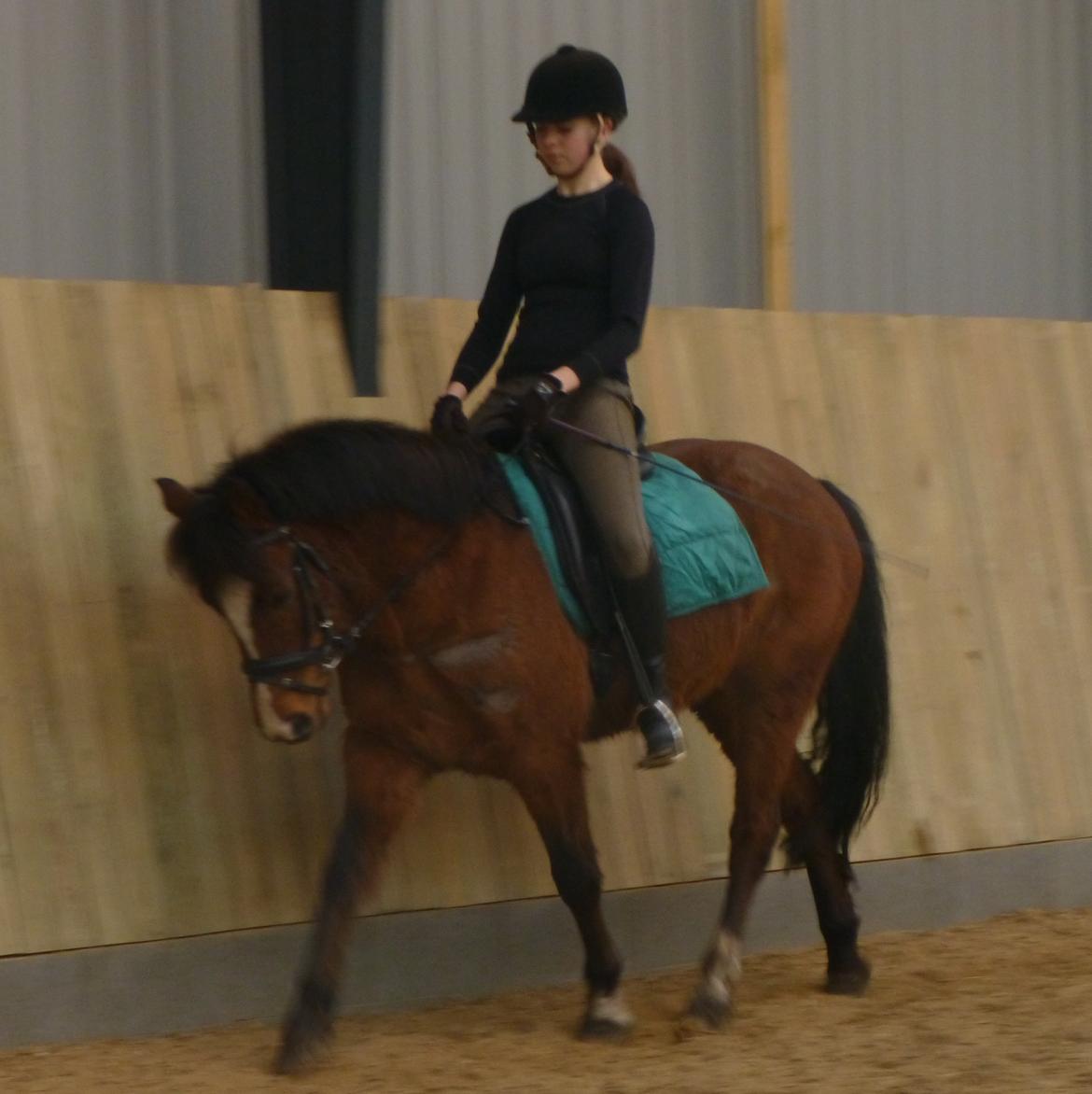 New Forest Odbjergs Elstar billede 13