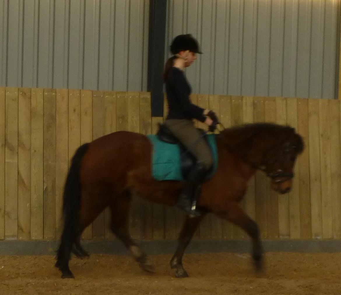 New Forest Odbjergs Elstar billede 15