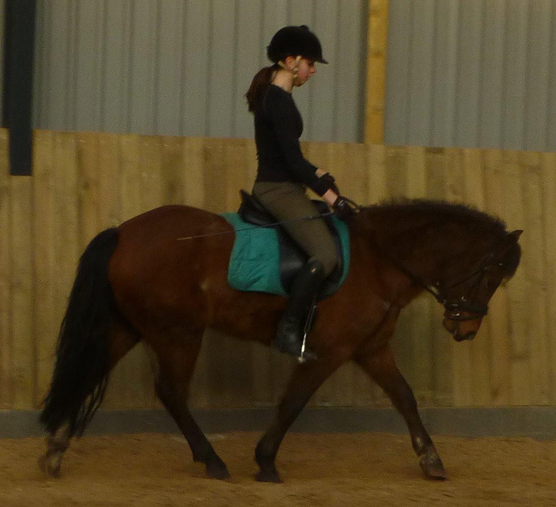 New Forest Odbjergs Elstar billede 16