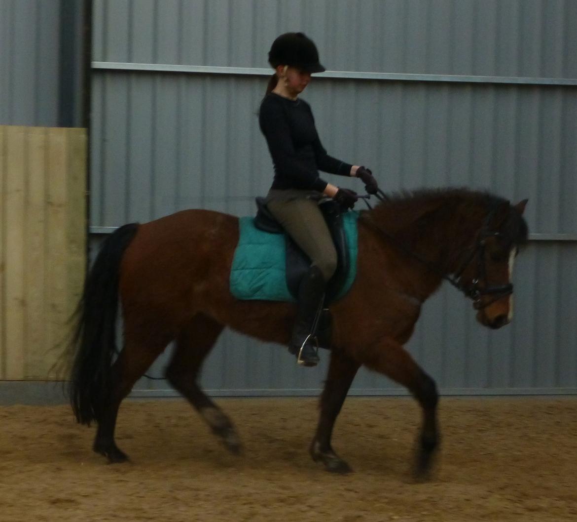 New Forest Odbjergs Elstar billede 17