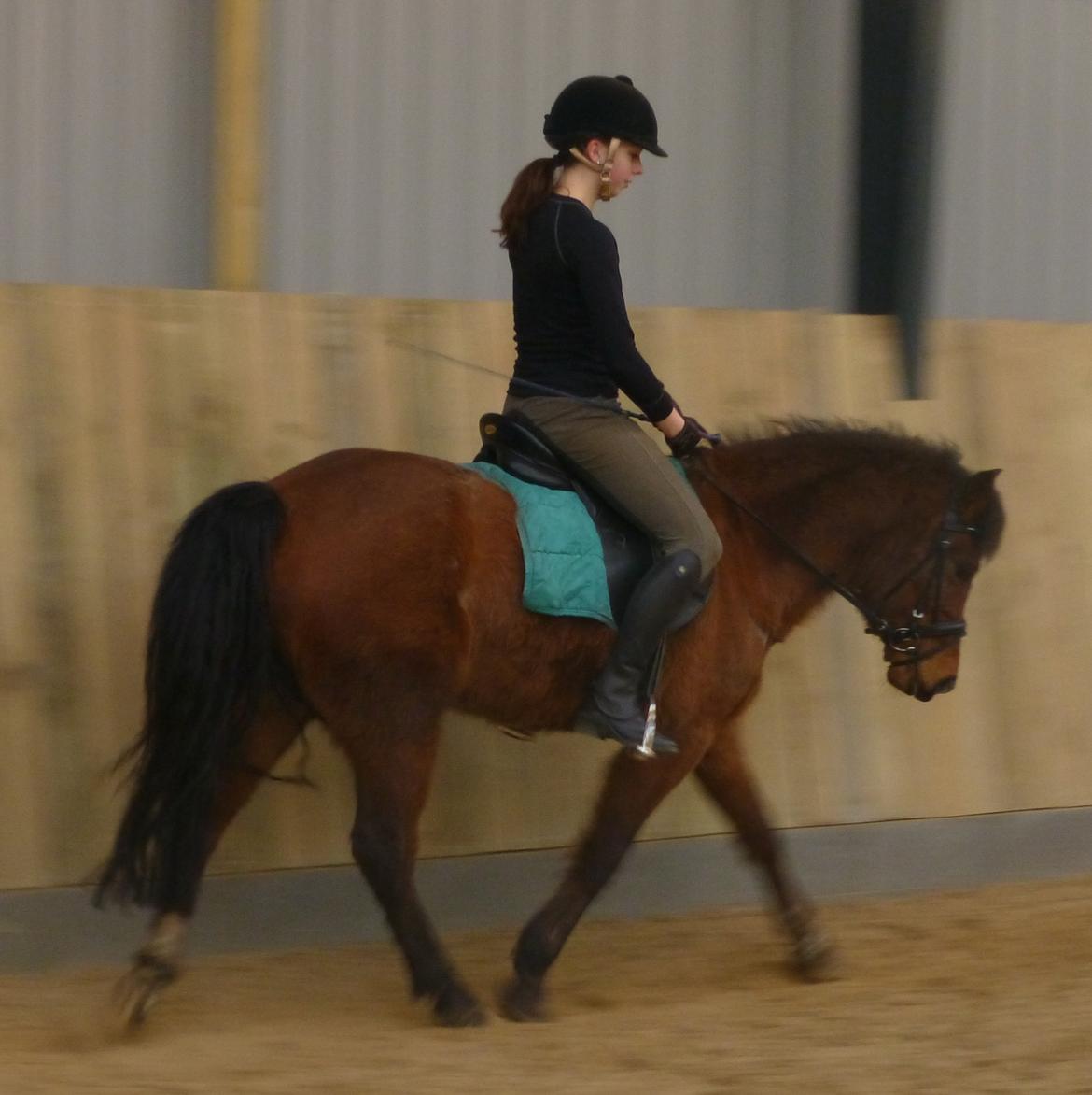 New Forest Odbjergs Elstar billede 18