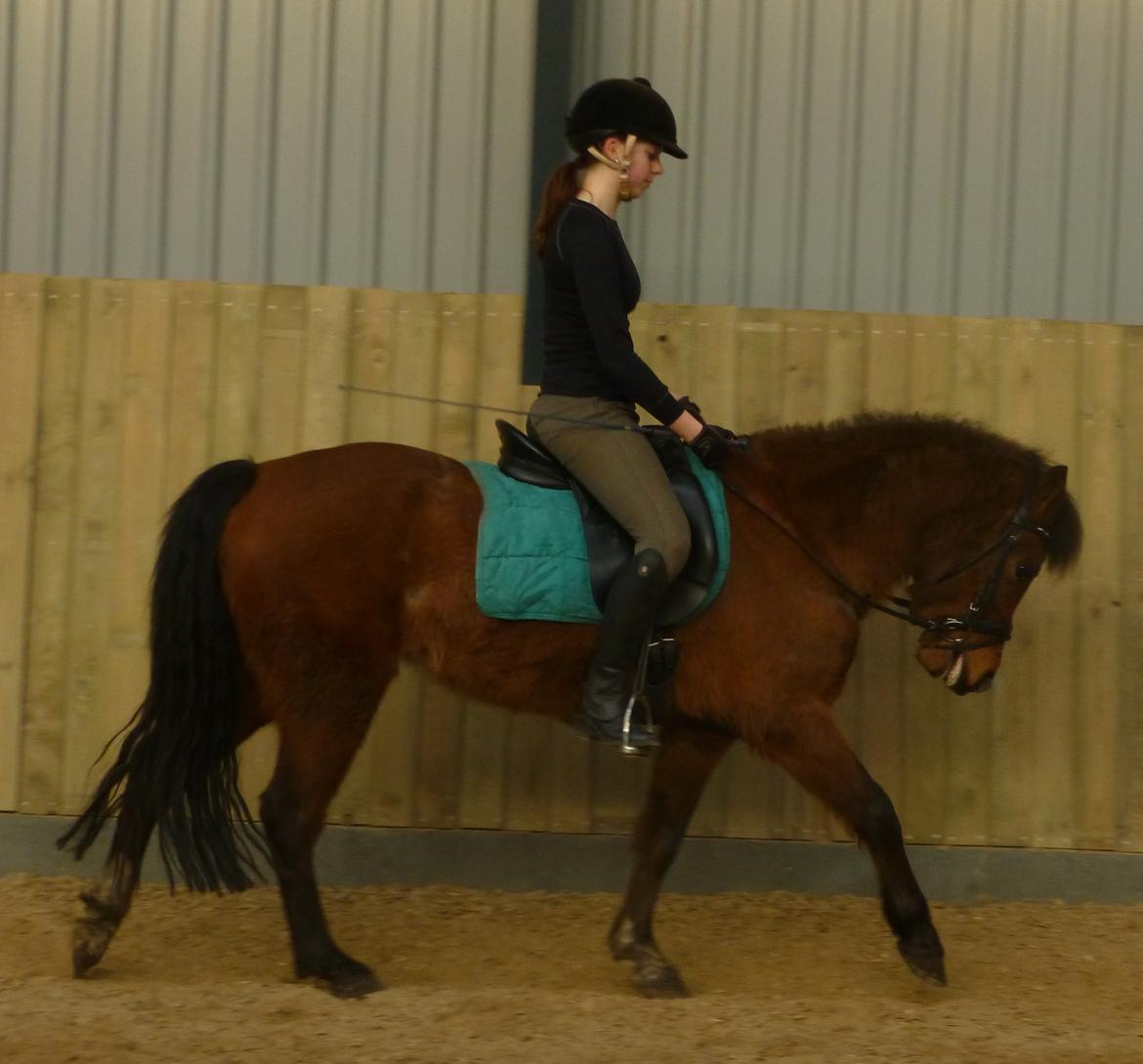 New Forest Odbjergs Elstar billede 19