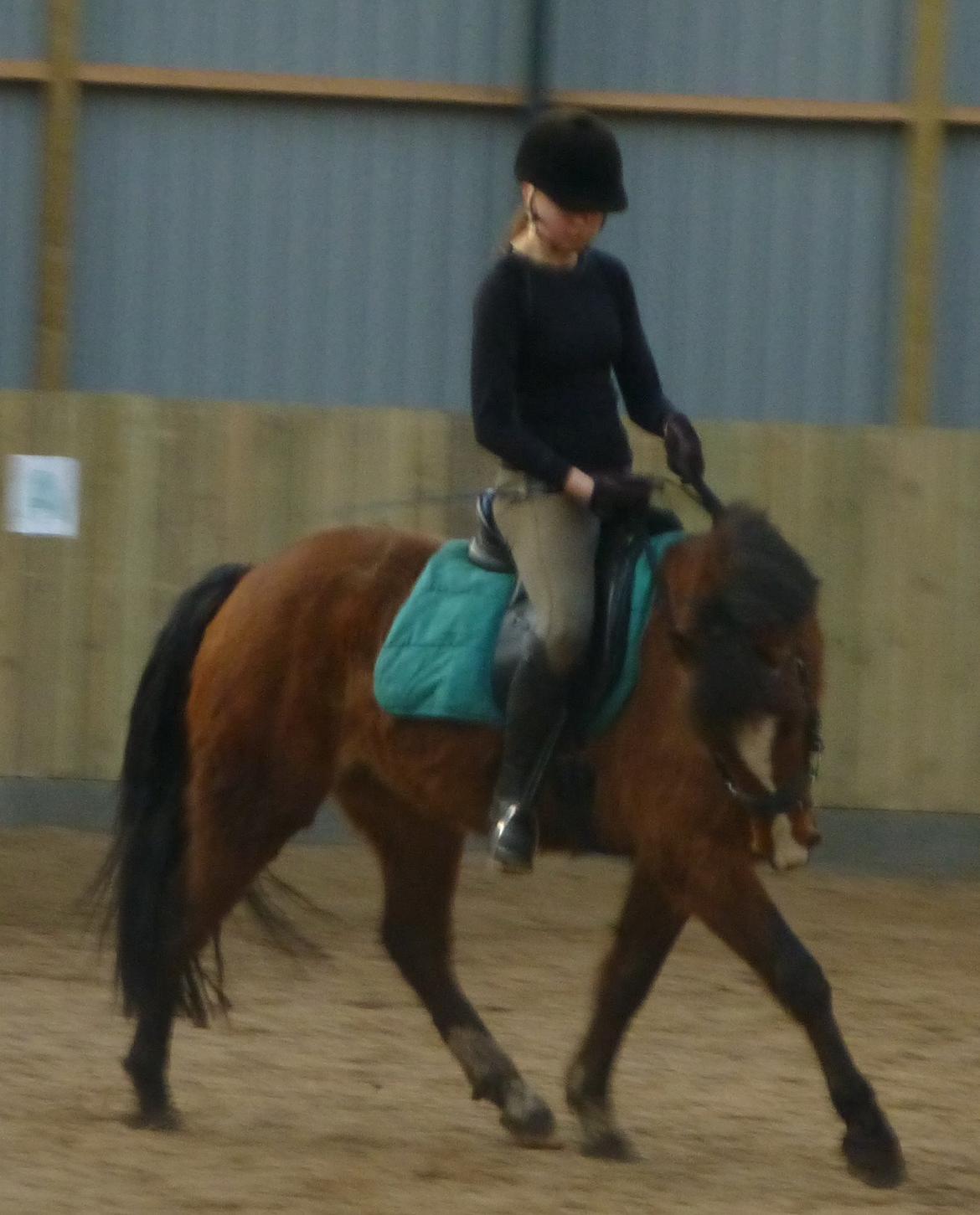 New Forest Odbjergs Elstar billede 20