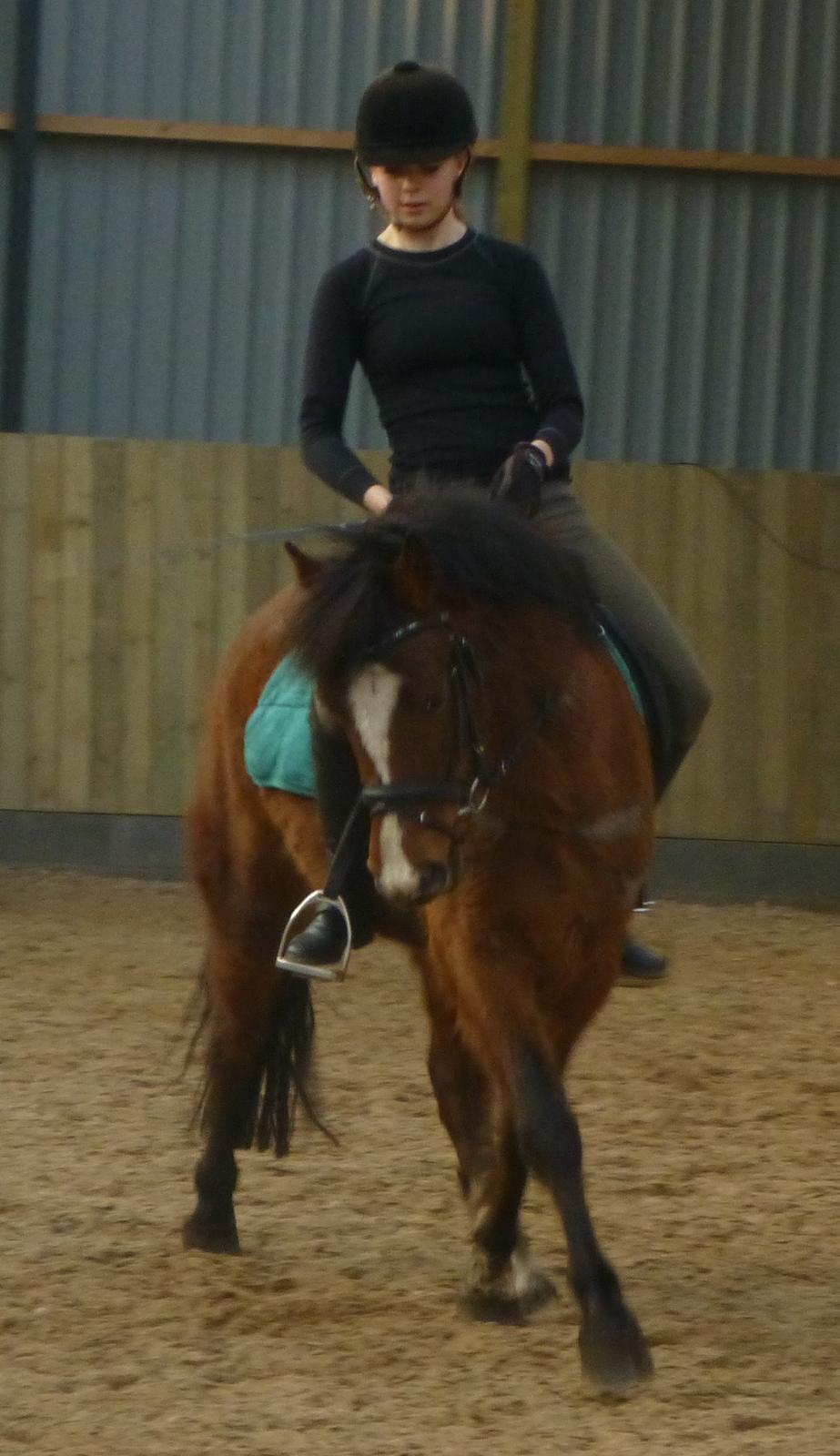 New Forest Odbjergs Elstar billede 21