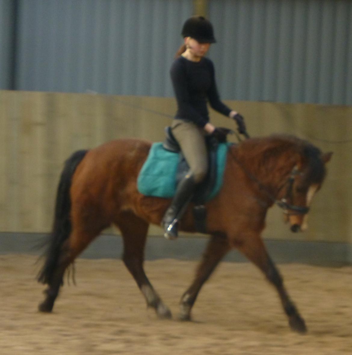 New Forest Odbjergs Elstar billede 22