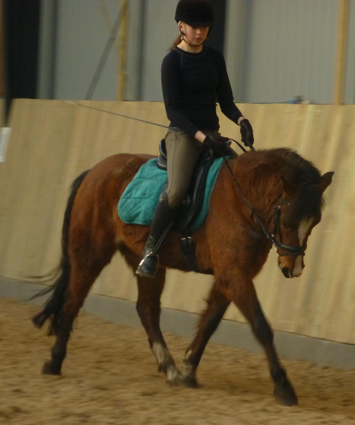 New Forest Odbjergs Elstar billede 3