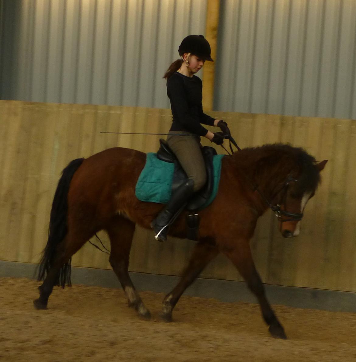 New Forest Odbjergs Elstar billede 23