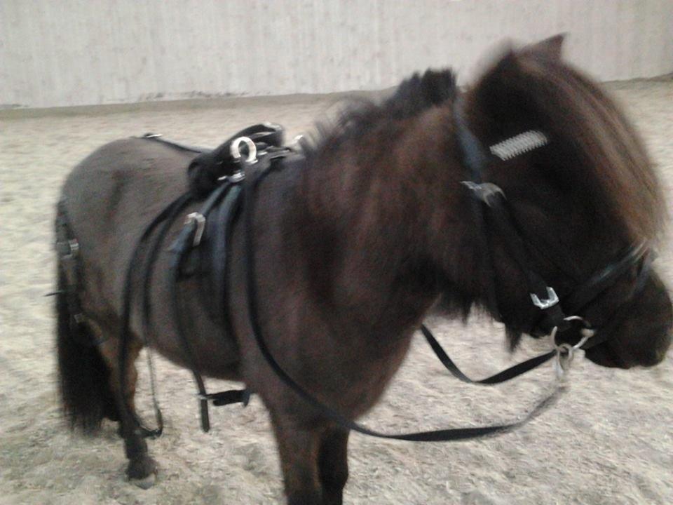 Miniature Ludvig (R.I.P d 15/7-15) billede 15