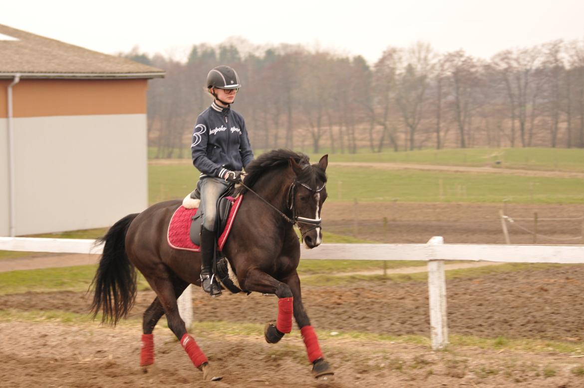 New Forest Iris B-PONY billede 22