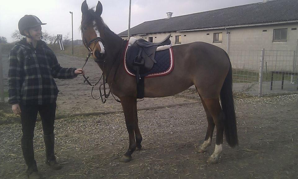 Pinto Araber Brown Sugar - Nu som 5-års billede 18