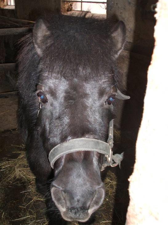 Anden særlig race Rita - Det er min dejlige pony (: billede 1