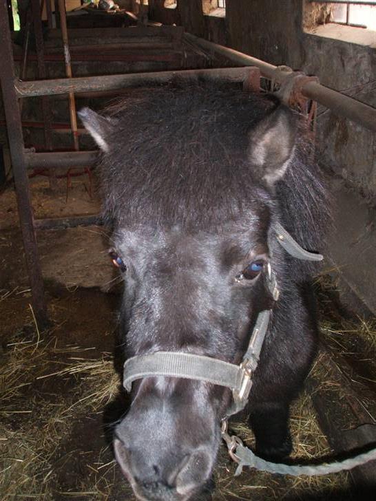 Anden særlig race Rita billede 3