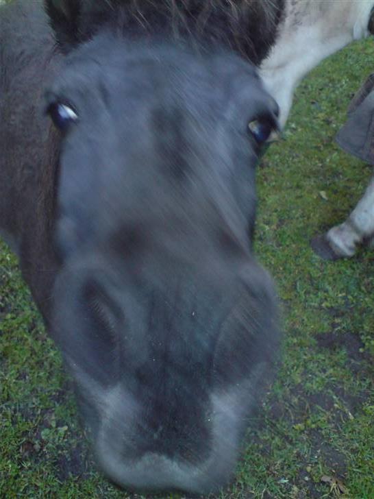 Anden særlig race Rita - Rita (: , Taget den 29 sep. 08 billede 6