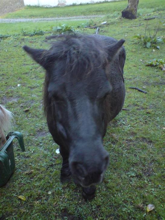 Anden særlig race Rita - Rita (: , Taget den 29 sep. 08 billede 7