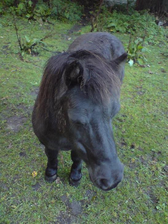 Anden særlig race Rita - Rita (: , Taget den 29 sep. 08 billede 8