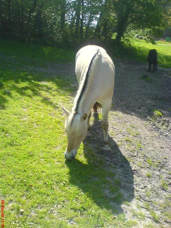 Fjordhest Gaya (: - på marken (: billede 19