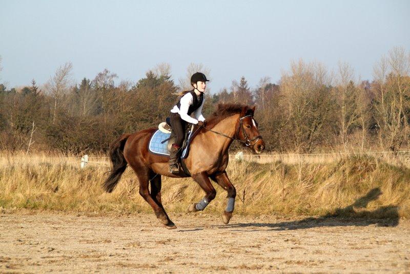 Connemara Quiva <3 - Galooooooop! - Marts 2014 billede 32