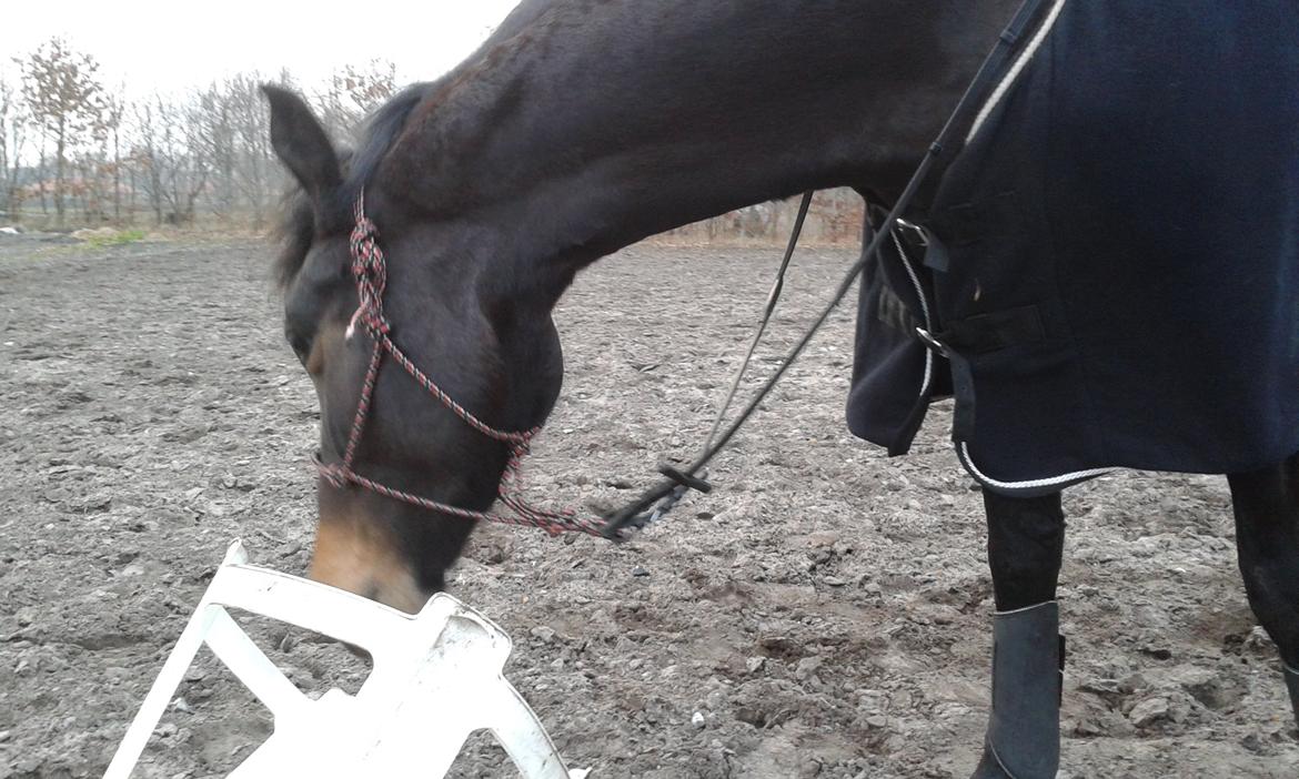 Barockpinto Gazella Frieserly billede 4