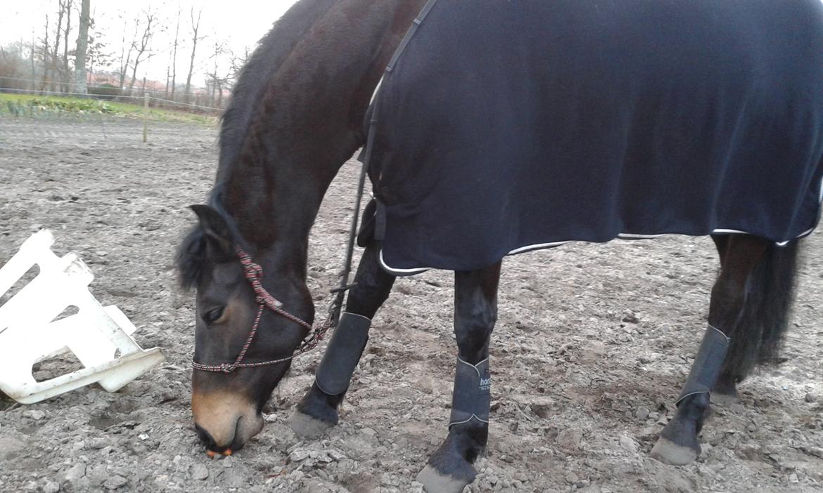 Barockpinto Gazella Frieserly billede 6