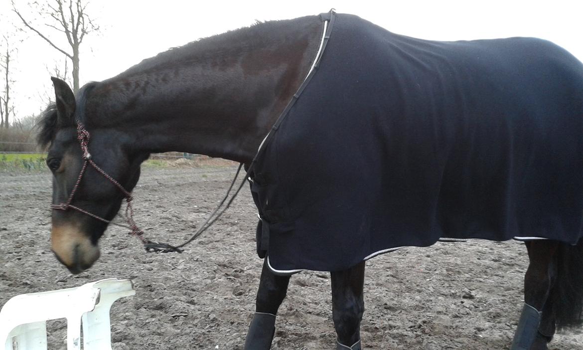 Barockpinto Gazella Frieserly billede 7