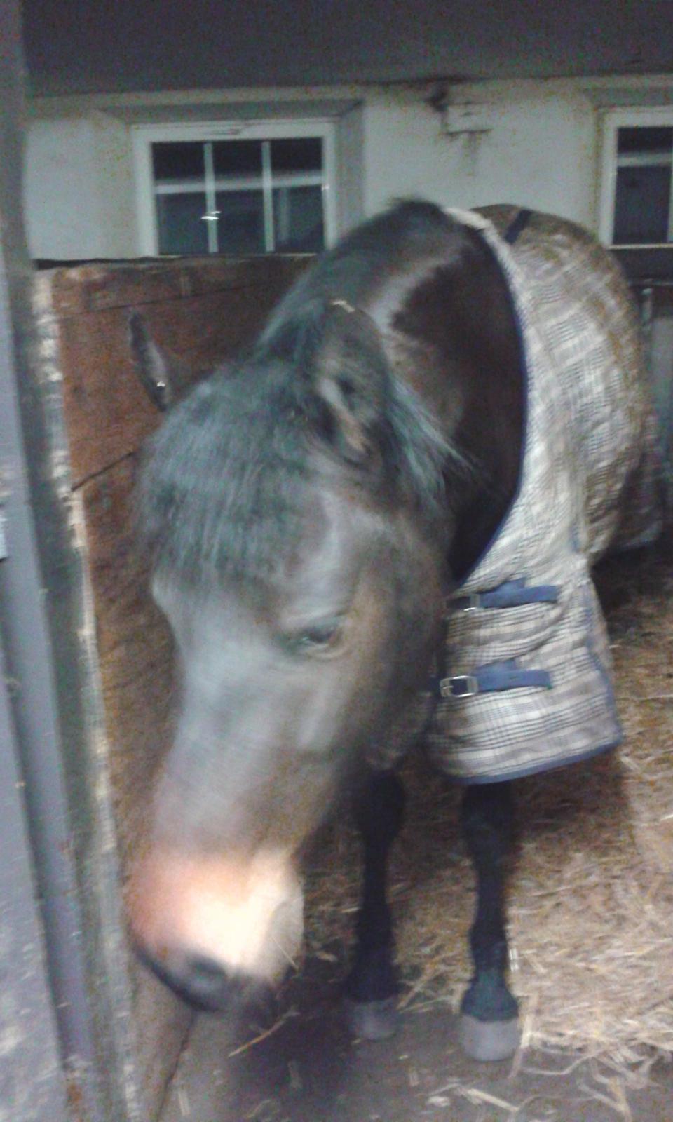 Barockpinto Gazella Frieserly billede 8