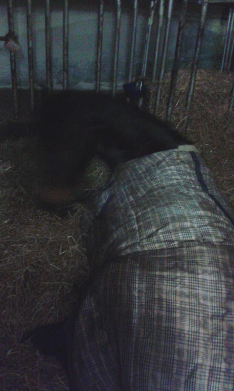 Barockpinto Gazella Frieserly billede 9