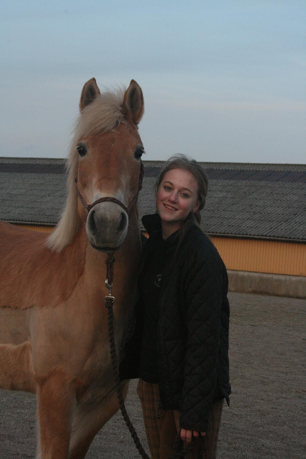 Haflinger Aly Fennevang billede 3