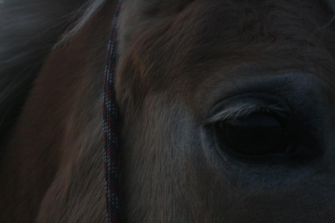 Haflinger Aly Fennevang billede 2