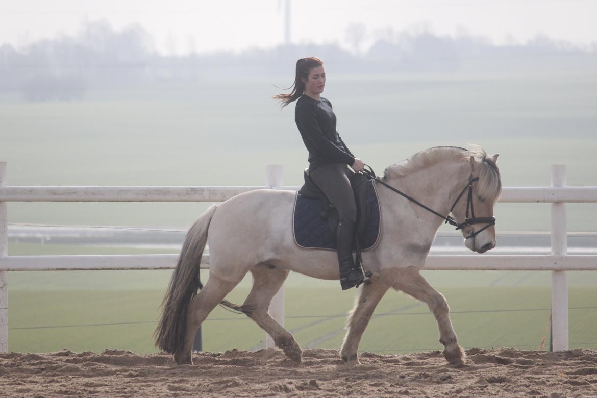 Fjordhest JNT's Silas - Mathilde Dressur træning 01-03-14 billede 16