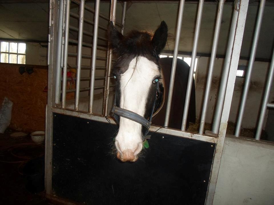 Tinker Aiden billede 7