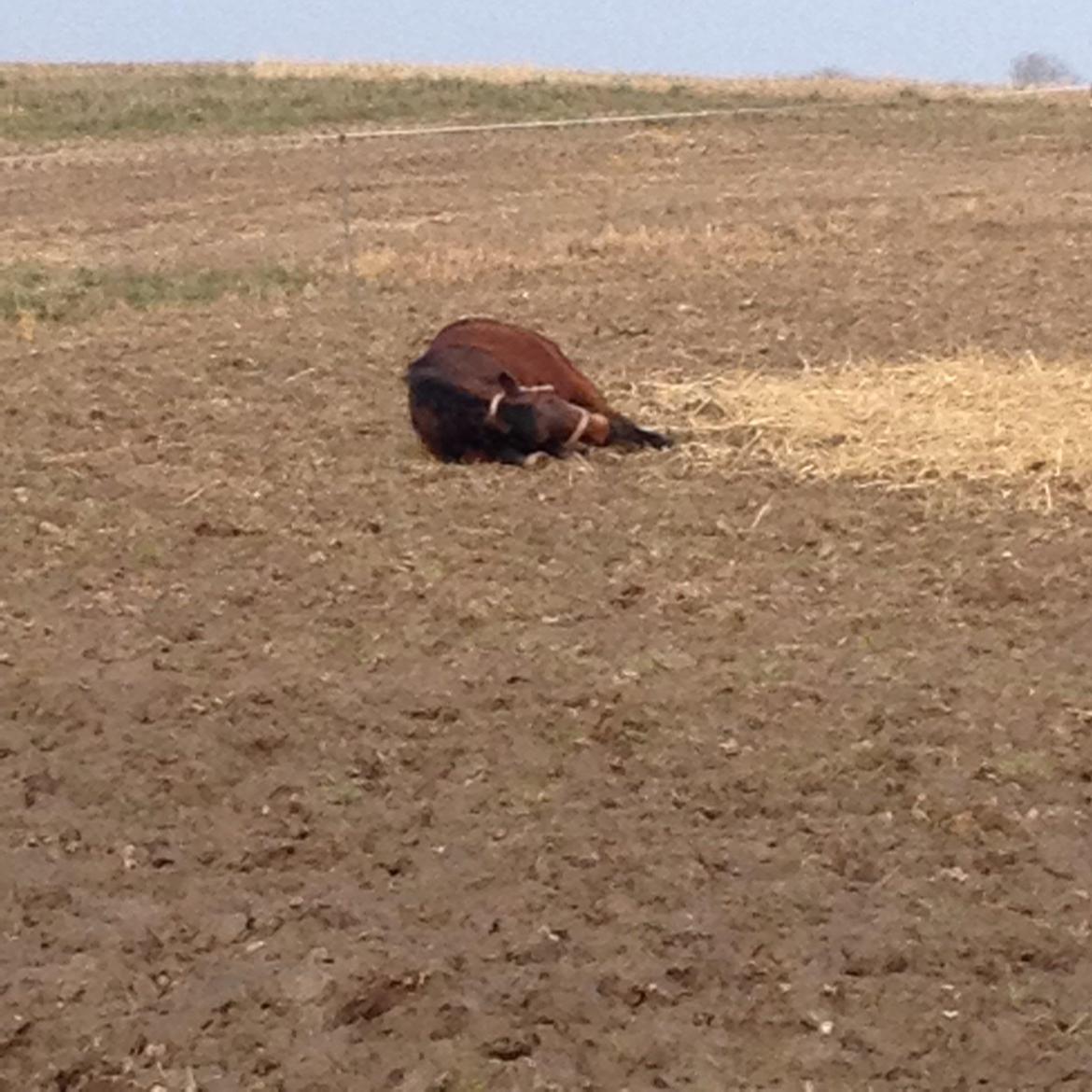 New Forest Cayenne  - Det hårdt at være pony efter en lang skovtur<3 billede 12