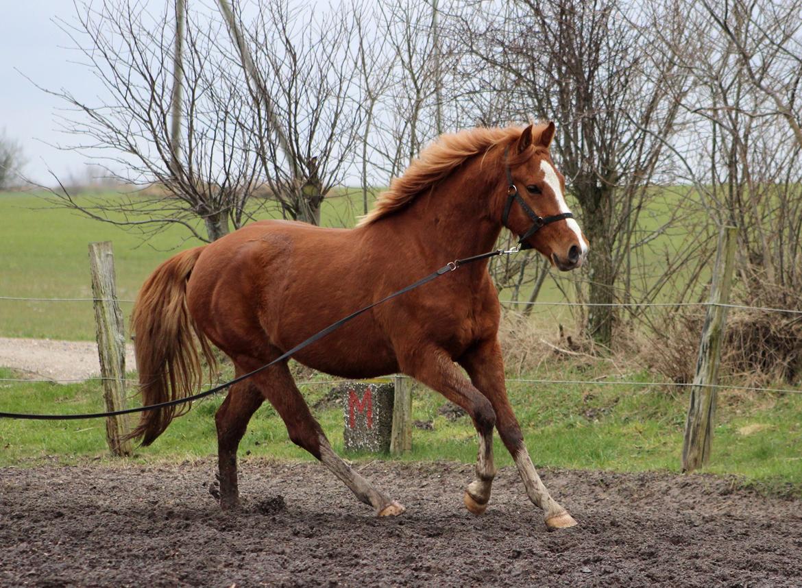 DSP Nørretelling's Ballou - Så lækker! - Foto: Søster billede 6