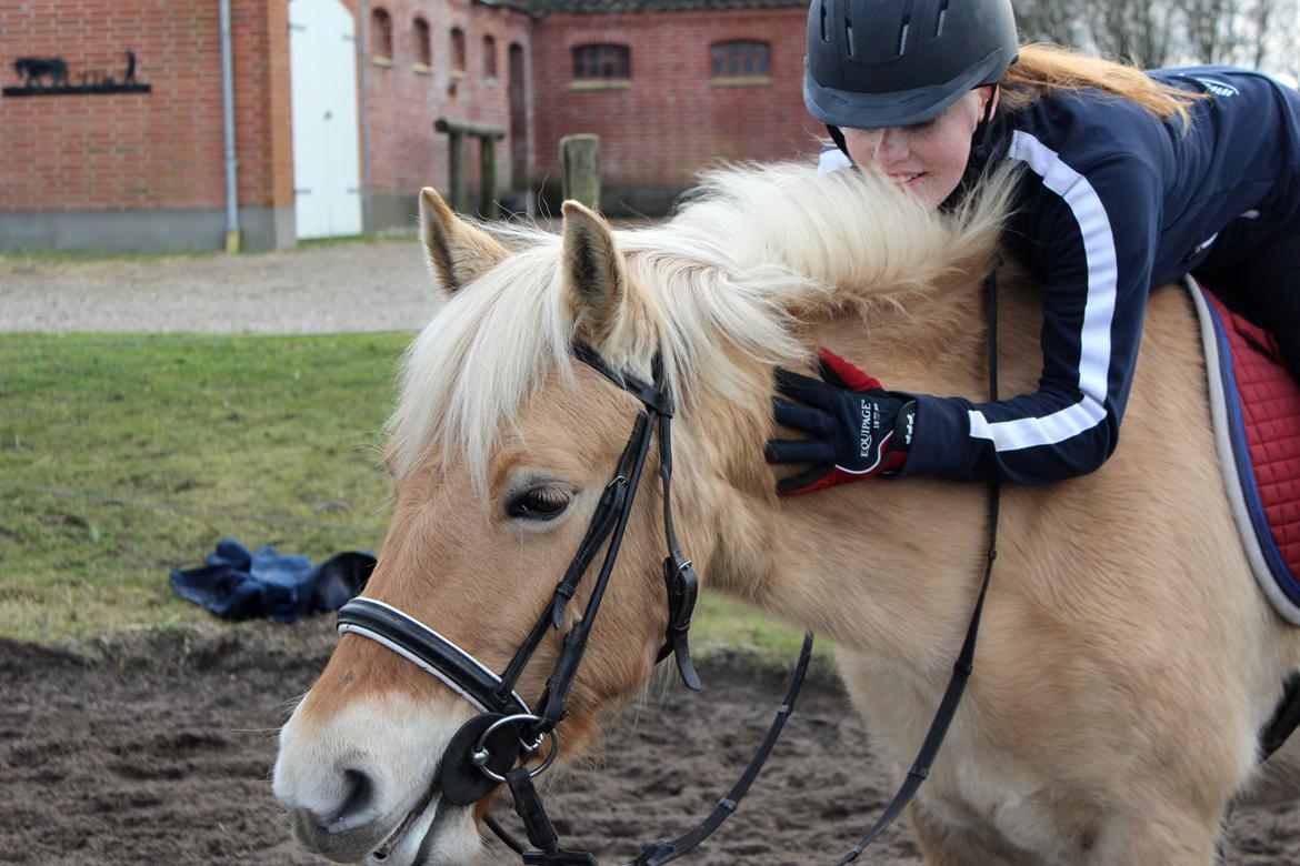 Fjordhest Stella billede 17