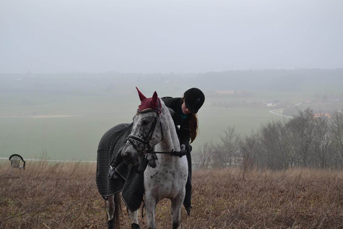 Knabstrupper Xander - Purhøj d. 1 marts billede 34