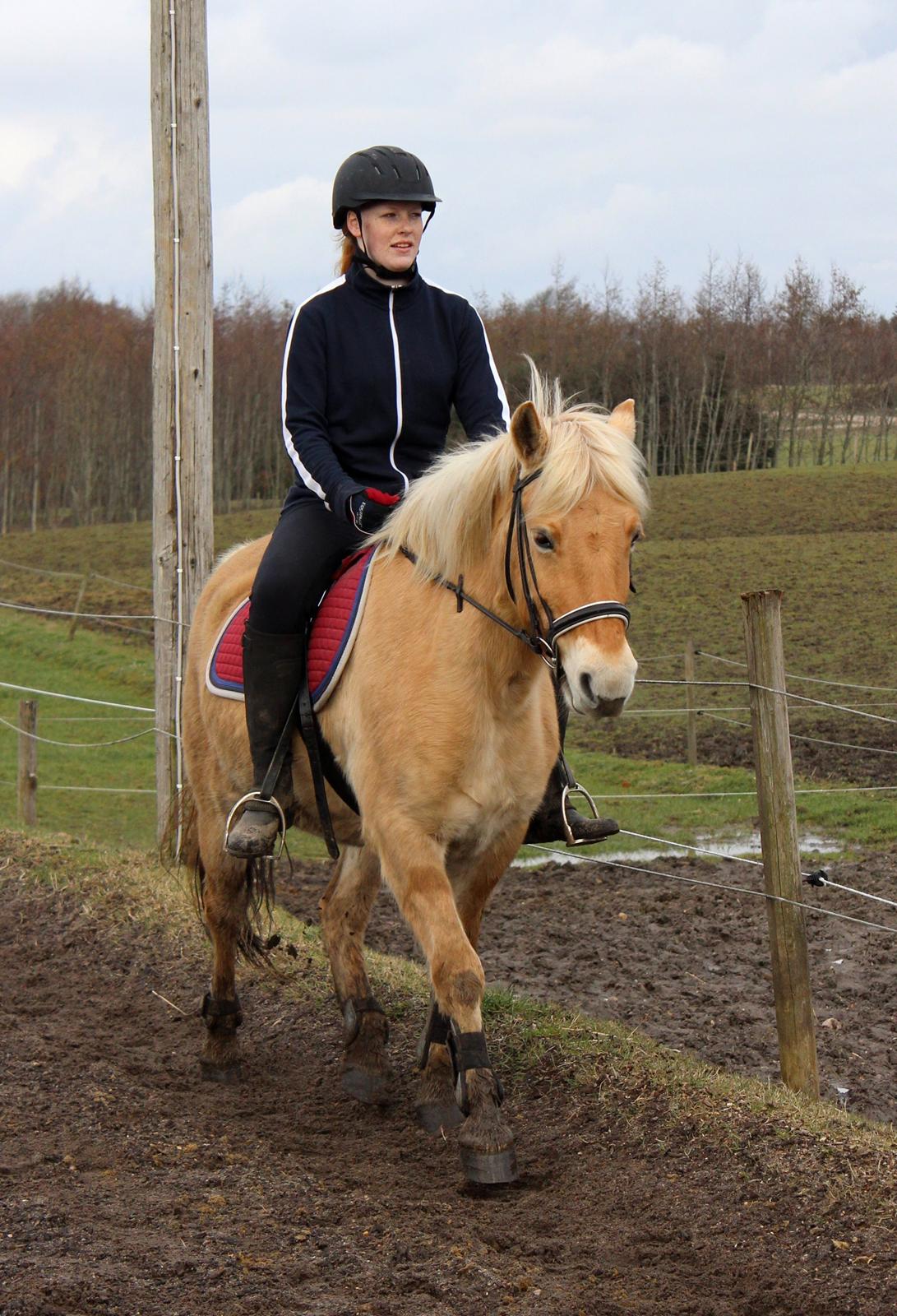 Fjordhest Stella billede 34