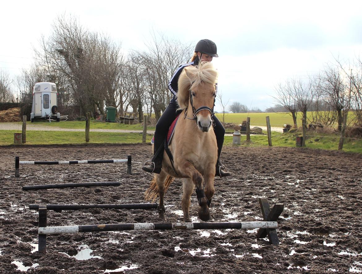 Fjordhest Stella - Første gang jeg springer på hende. billede 25