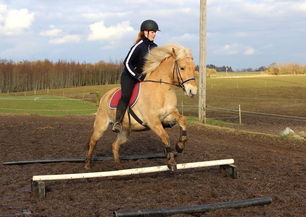 Fjordhest Stella - Første gang jeg springer på hende. billede 12