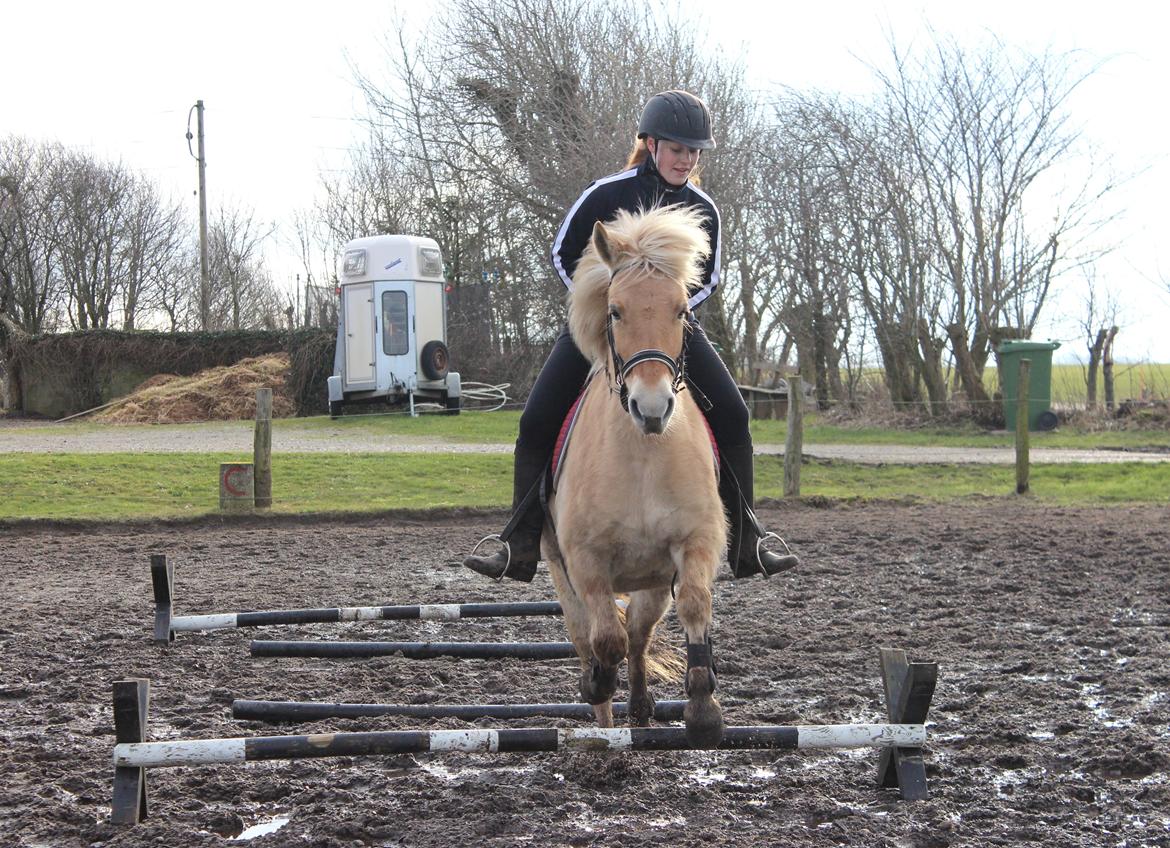 Fjordhest Stella - Første gang jeg springer på hende. billede 29