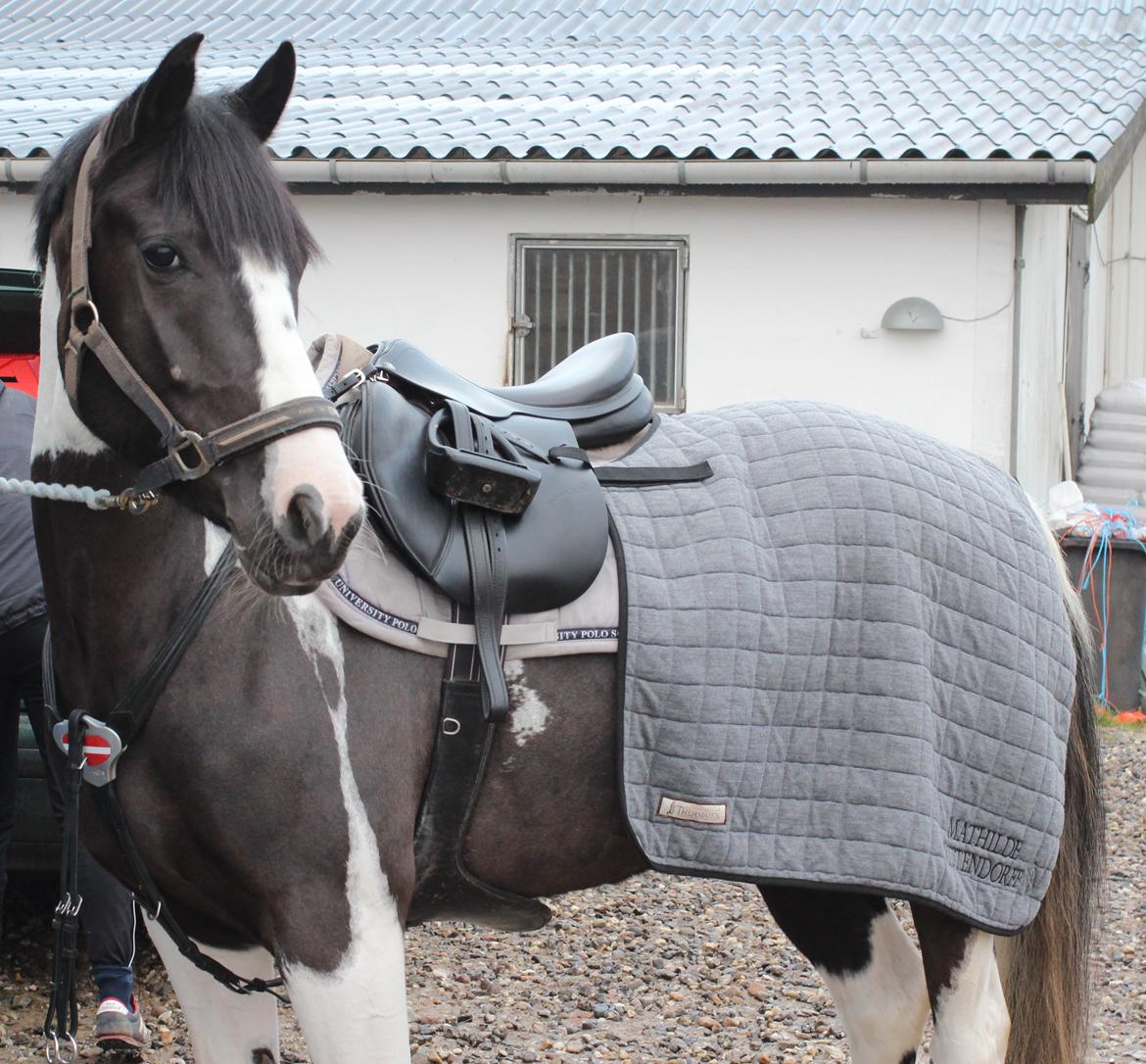 Pinto Vidtskue's Fenja (Tidligere låne pony) billede 5