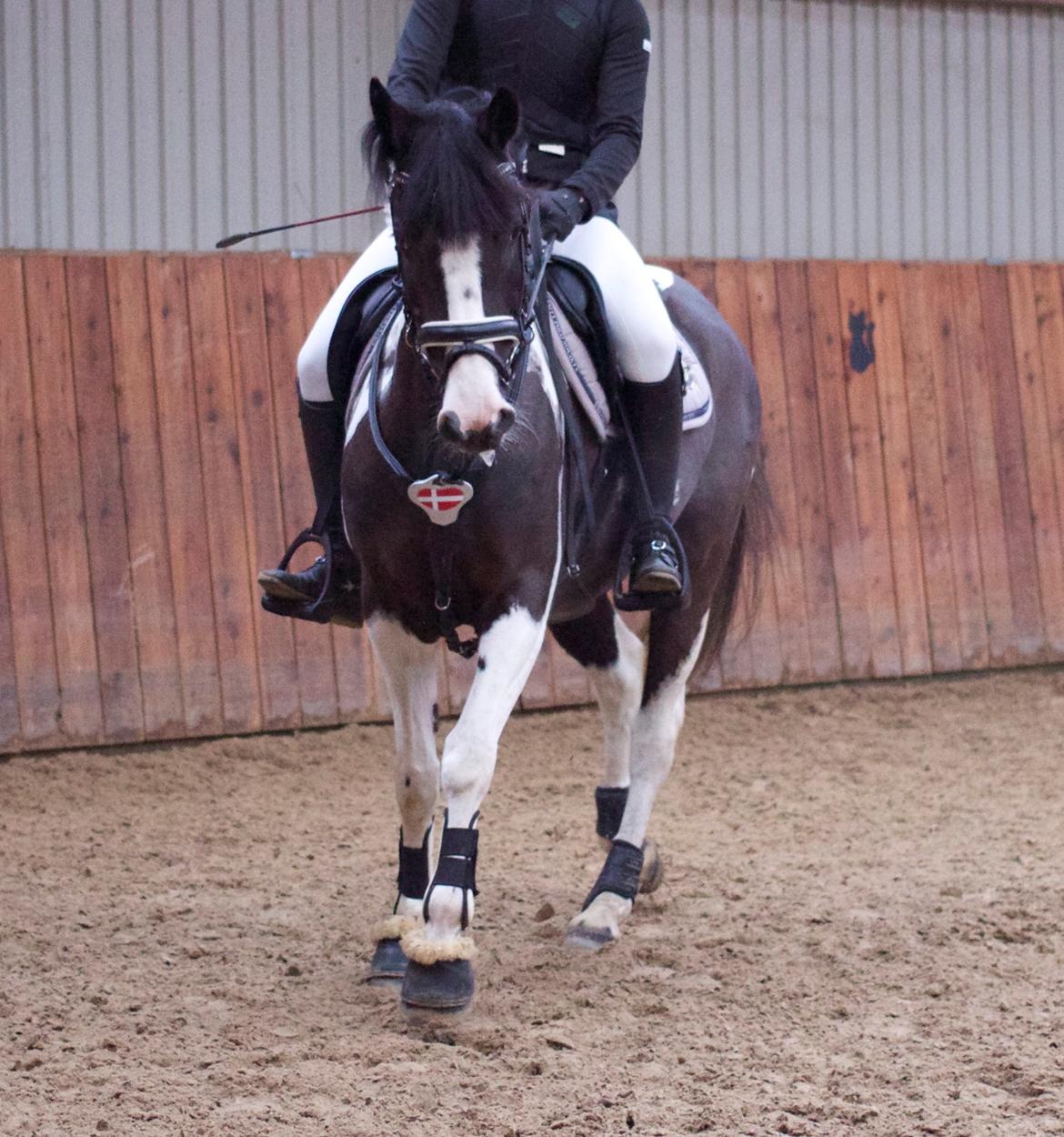 Pinto Vidtskue's Fenja (Tidligere låne pony) billede 9