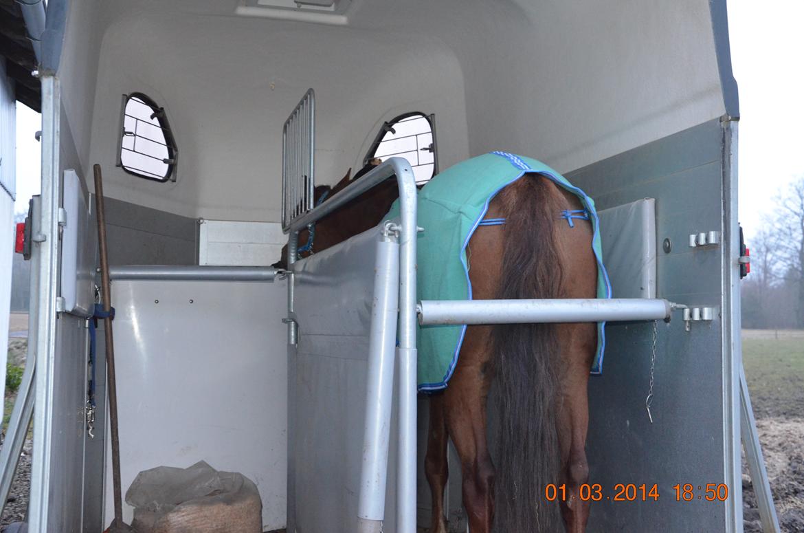 DSP Team Vesterskov's Chilli - Nu som Trailer Pony!<3 billede 10