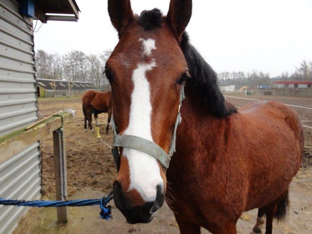 DSP Born to be charming billede 6