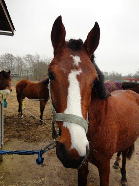 DSP Born to be charming billede 7