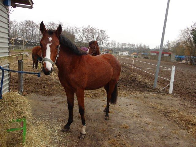 DSP Born to be charming billede 8