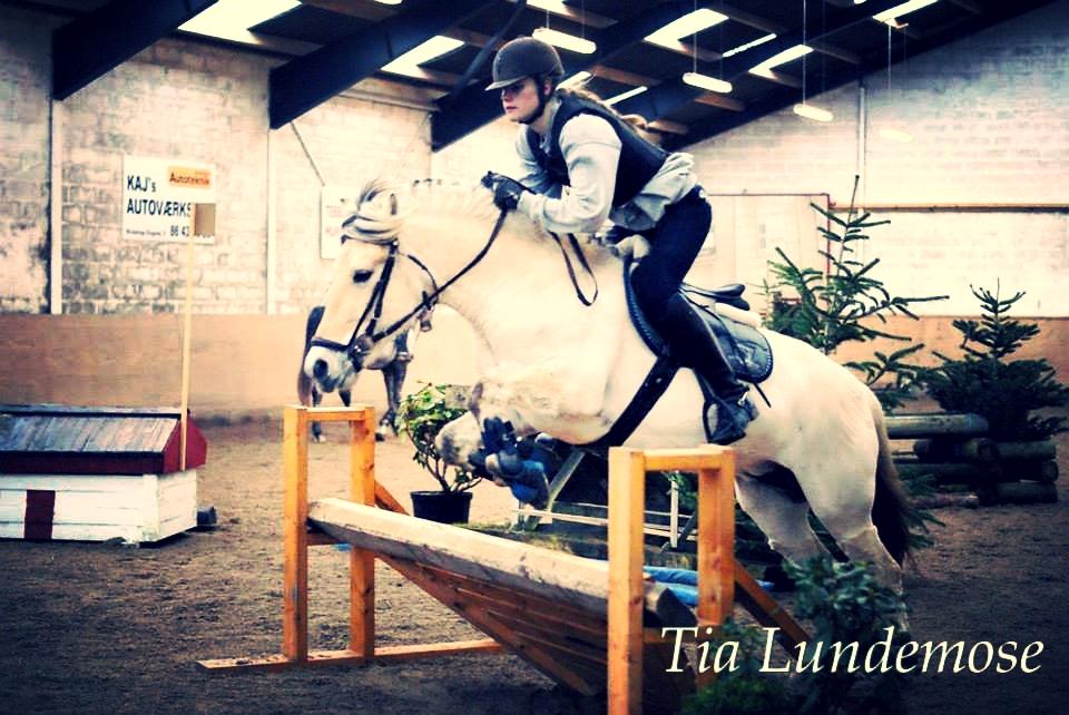 Fjordhest Freja billede 19